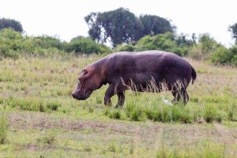 Nijlpaarden herken je aan de markering van de waterlijn  halverwege het lichaam en de littekens op de rug.