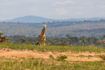 Dus dit is dan waarschijnlijk een Masai giraffe.