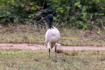 Deze zie je ook echt overal in Afrika, de heilige ibis.