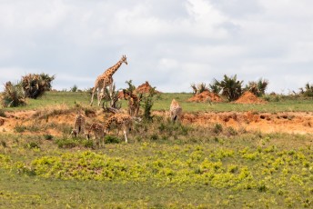 Voor de leek zijn dit gewoon giraffes, maar voor mij zijn dit Rothschild giraffes.....