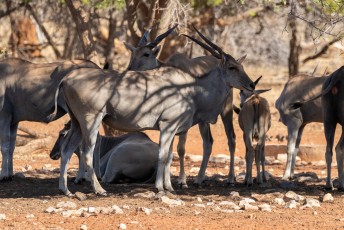 Vanaf het terras zagen we voornamelijk Elandantilopen (Taurotragus oryx). De grootste antilope ter wereld, dat dan weer wel.
