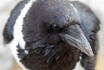 Een schildraaf (Pied Crow).
