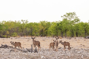 Deze Kudu's waagden zich, voor dieren die zo lekker zijn, wel erg dicht bij de leeuwen die we net zagen.