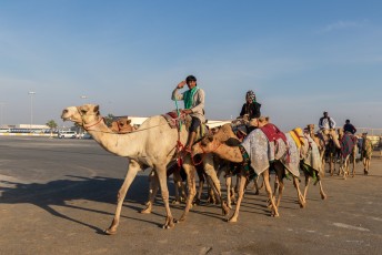 De kamelen, of eigenlijk zijn het dromedarissen, worden naar en van de race gebracht door de verzorgers.