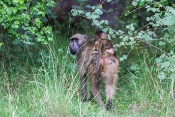 We zagen nog net een paar bavianen wegrennen de bosjes in.