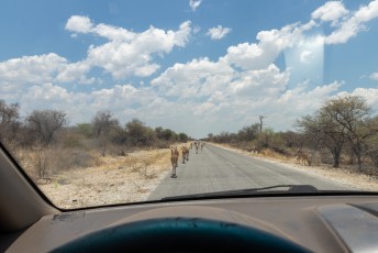 Het is wel een beetje een Disney safari in Etosha met asfaltwegen en tamme beesten.