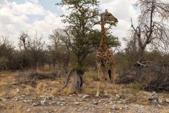Na het ontbijt gingen we op safari in het Etosha National Park, de belangrijkste trekpleister van Namibië.