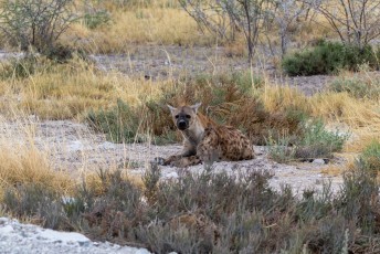 Vervolgens hadden we geluk dat één van de weinig hyenas gewoon langs de kant van de weg lag te luieren.