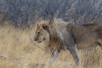 Dit is een Panthera leo melanochaita, of Black Maned Lion, die komt voor in Zuid- en West-Afrika.