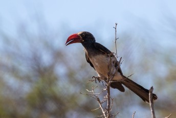 Dit is de Kuiftok (Lophoceros alboterminatus), in het Engels: Crowned Hornbill.