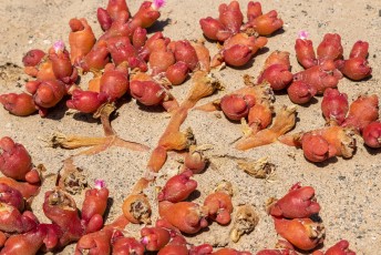 In de woestijn zagen we vaak dit plantje, de Zygophyllum cordifolium. Of Sjielingbos in het Afrikaans.