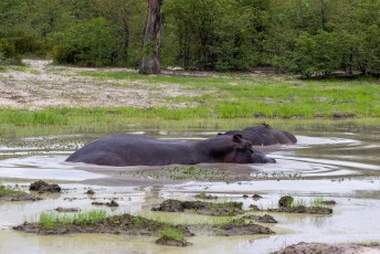 Iets verderop waren een paar hippos aan het badderen.