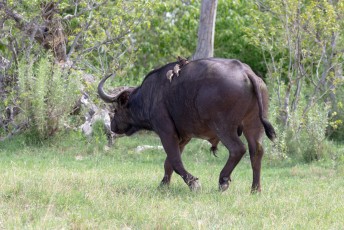 Hier een Kafferbuffel (Syncerus caffer).