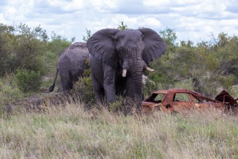 Toen we eenmaal het park uitwaren zagen we hordes olifanten.