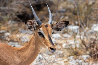 Dit is een black faced impala, daar vinden de sjw's vast iets van.