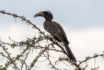 Hier weer zo'n vogel met een grote bek. Dit is de African Grey Hornbill, Tockus nasutus in het latijns en daarom gewoon grijze tok in het Nederlands.