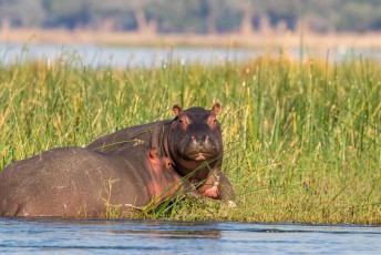 ....er zijn een paar soorten, dit is de Hippopotamus amphibius capensis, die in Zambia en Zuid-Afrika voorkomt.