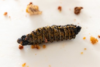 Gigantische wormen waar uiteindelijk motten van ongeveer 12cm uit komen.