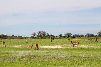 Ze verschillen met name met impalas omdat ze een soort waterafstodend laagje op de benen hebben zodat ze beter door dit soort drassig landschap kunnen lopen.