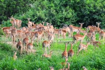 De grootste groep impala's die we tot dan toe hadden gezien.
