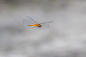 's Ochtends was ik een tijdje druk omdat ik persé een foto van een vliegende libelle wilde. En die krengen zijn vliegensvlug.