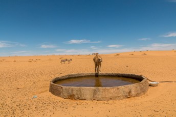 Alhoewel het enorm droog lijkt schijnt er dus meer dan genoeg water in de Sahara te zijn.