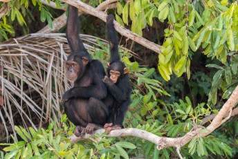 Op Baboon island leven namelijk Chimpansees.