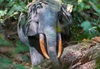 Lopé Nationaal Park / Gabon