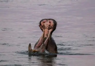 hippo met honger - foto uit het fotoalbum Zimbabwe op www.edvervanzijnbed.nl