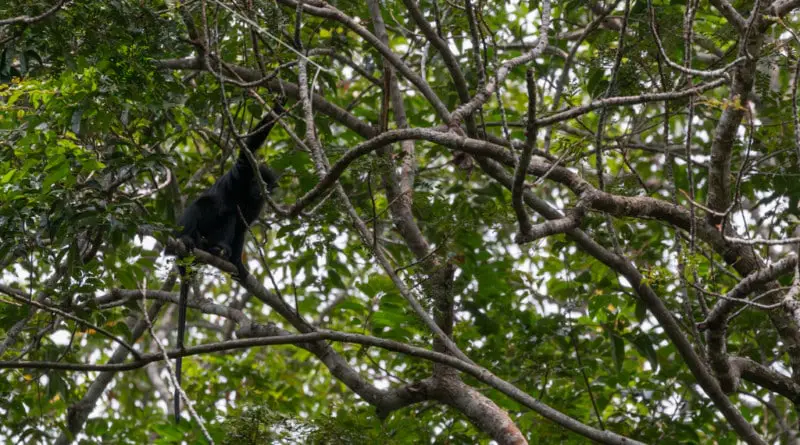 aapjes maar geen gorilla in Lopé Nationaal Park in Gabon - www.edvervanzijnbed.nl