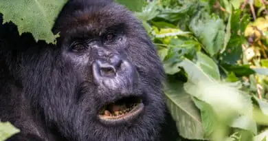 gorilla in Virunga NP Congo Kinshasa
