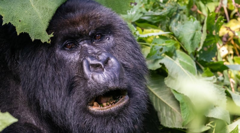 gorilla in Virunga NP Congo Kinshasa