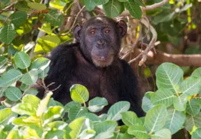 Chimpansee op Baboon island in Gambia. Foto uit het Fotoalbum Gambia op https://www.ervervanzijnbed.nl/