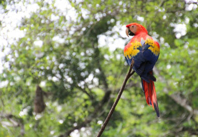 Foto's Honduras