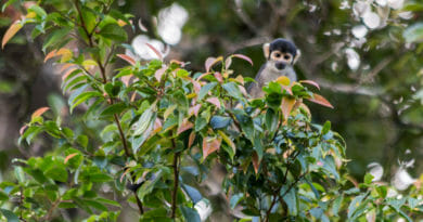 Doodshoofdaapje in het Mamirauá reservaat in de Amazone. Bij het Uacari Ecolodge waar ook Uacari apen leven.
