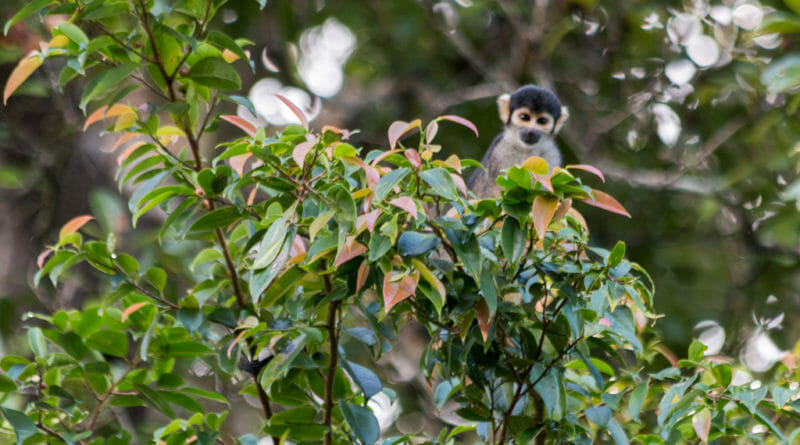 Doodshoofdaapje in het Mamirauá reservaat in de Amazone. Bij het Uacari Ecolodge waar ook Uacari apen leven.