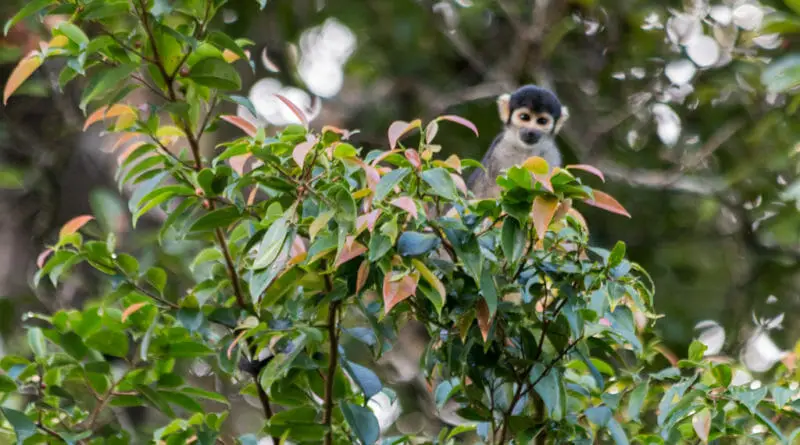 Doodshoofdaapje in het Mamirauá reservaat in de Amazone. Bij het Uacari Ecolodge waar ook Uacari apen leven.