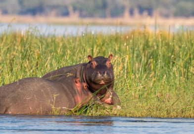 Hippopotamus amphibius capensis uit het Fotoalbum Zambia op www.edvervanzijnbed.nl